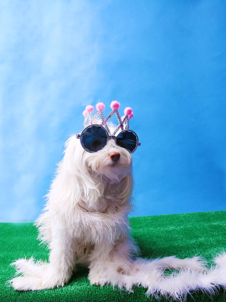 A Maltese Dog wears her Princess Crown. Dog Studio Portrait. Princess dog. - Foto, Bild