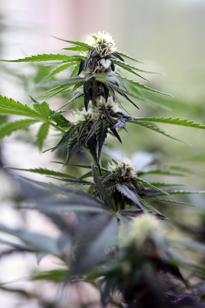 Marijuana plants. Marijuana farming. prop. 64. Marijuana Flower Close Up. - Valokuva, kuva