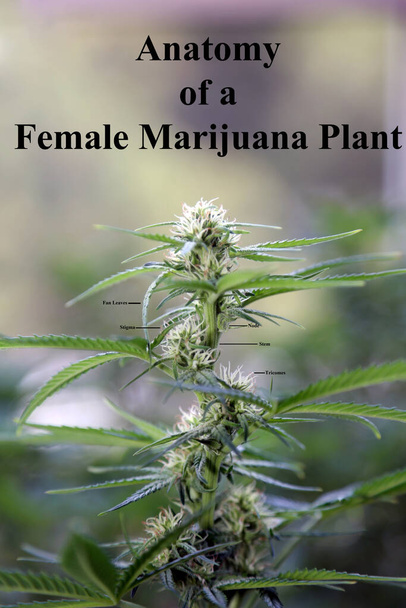 Marijuana plants. Marijuana farming. prop. 64. Marijuana Flower Close Up. - Foto, Imagem