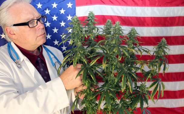 Marijuana Plant. Medical Doctor or Scientist. Marijuana Doctor examines a Female Marijuana Plants Flowers for Quality and structural formation. - Foto, Imagen