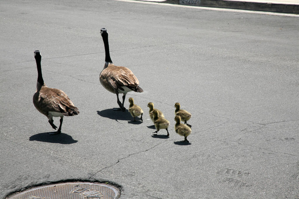 Canadian Goose Family with 5 Goslings aka baby geese out for a walk. - 写真・画像
