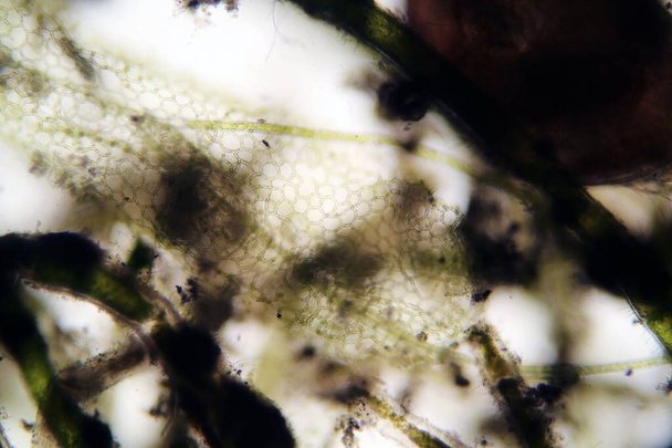Algae and microscopic animals in stagnant pond water as photographed with a DSLR camera and special lens through a Biological Microscope at 100 times its size. Scientific animal names are in keywords. - Valokuva, kuva