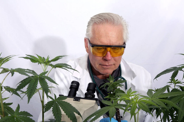 Pharmaceutical Marijuana Research Scientist works on Medical Grade Cannabis in a laboratory. - Foto, immagini