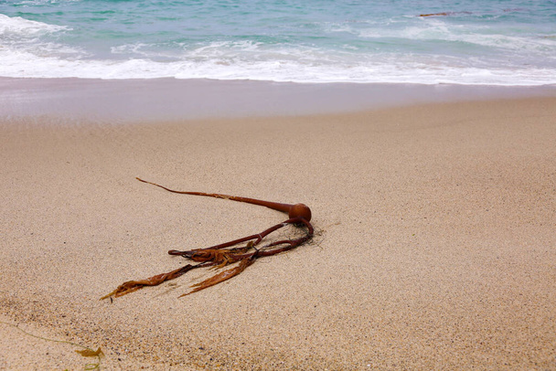 Булл Келп. Бык Келп Морской Weed на пляже с океанскими волнами и приливом. Морские водоросли на песке. - Фото, изображение