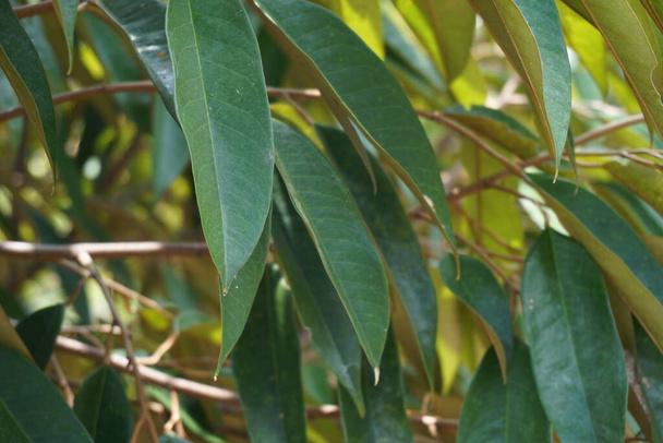 Zielone liście duriana z naturalnym tłem - Zdjęcie, obraz