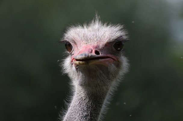 An ostrich on an ostrich farm on a blurred background - Фото, изображение