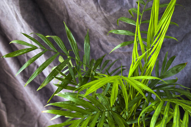 A closeup shot of an Indoor palm tree-Chrysalidocarpus Lutescens Areca plants in a room - Foto, Bild