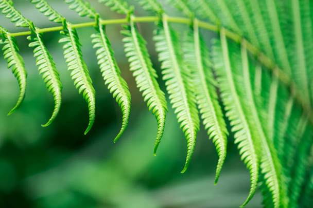 A selective focus shot of a green fern plant - Foto, afbeelding