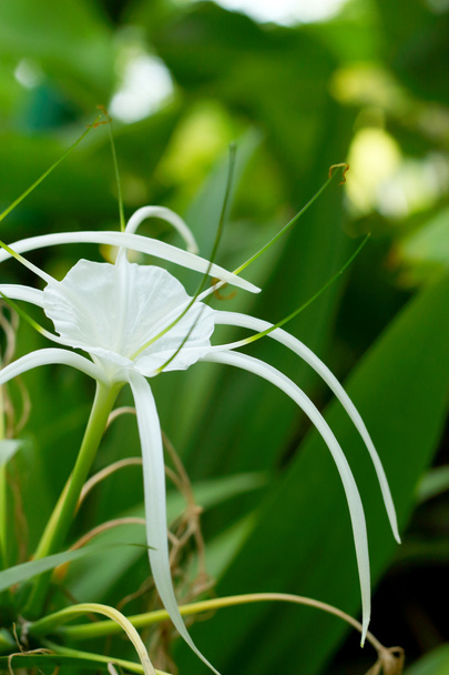 White spider lily in nature - Photo, Image