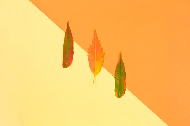 Цветные осенние листья на желтом фоне. Минимальная концепция. - Фото, изображение