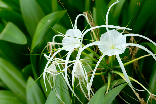 White spider lily in nature - Photo, Image