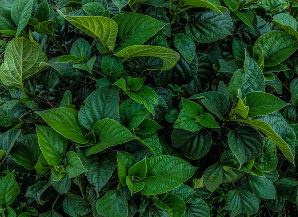 A shot of the dark green beautiful plant leavserving as a nature concept background. - Foto, afbeelding