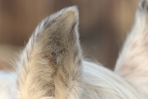 A closeup shot of a horse fluffy ear on a blurred background - Fotó, kép