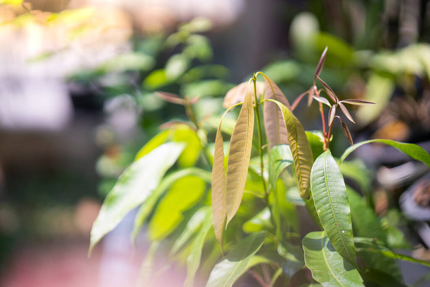 A closeup shot of green plant leaves on a blurred background - Fotó, kép