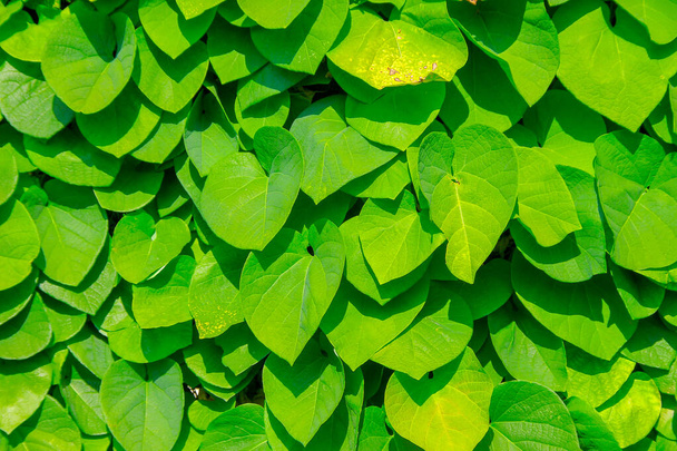 Πράσινα φύλλα θάμνου σε δενδρύλλιο - Φωτογραφία, εικόνα