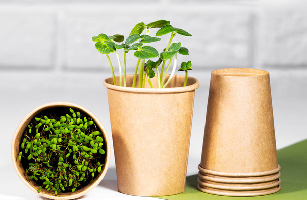 Микрозеленые растения в бумажном эко-чашке. Молодая зеленая капуста растет. Концепция здорового питания. Светлый кирпичный фон. Copyspace, Eco Friendly - Фото, изображение