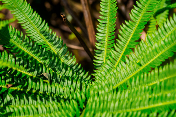 A closeup shot of a green fern plant - Fotó, kép