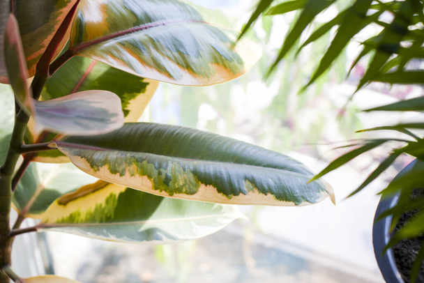 A closeup shot of a Ficus Elastica house plant - Фото, зображення