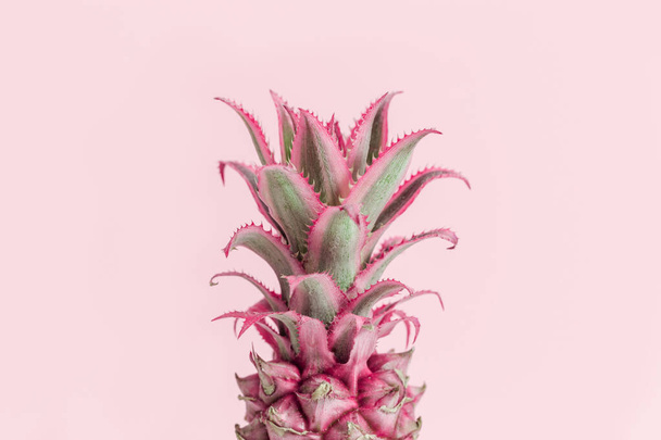Dwarf Ornamental Pineapple red mini flower on pink background and copy space. One tropical bloom per stem - Photo, image