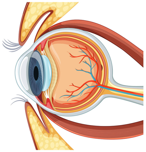 Diagram of human eyeball anatomy illustration - Vector, Image