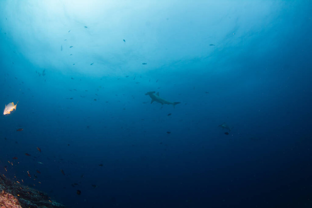 Picture shows a Hammerhead Shark at Cocos Island, Costa Rica - Photo, Image