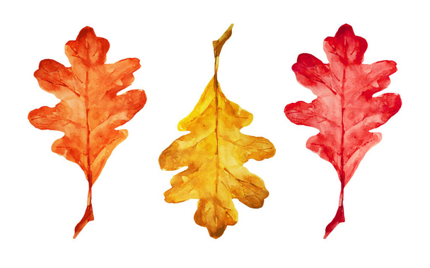 Illustration of bright autumn leaves. Oak leaves. Autumn theme. Halloween. You can use it for your own design. - 写真・画像