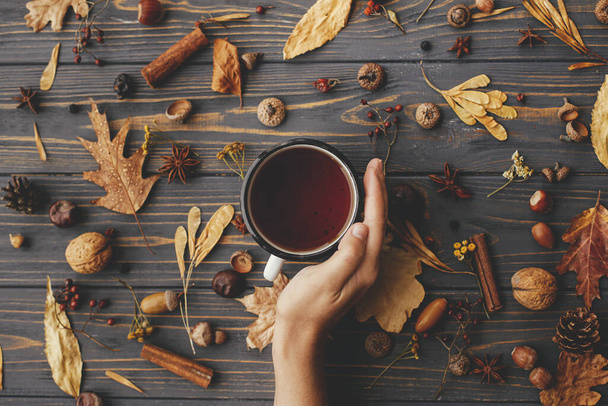 Cozy autumn days. Hand holding warm cup of tea on background of autumn leaves, berries, nuts, anise, acorns, pine cones on rustic dark wood. Happy Thanksgiving. Autumn flat lay - Photo, Image