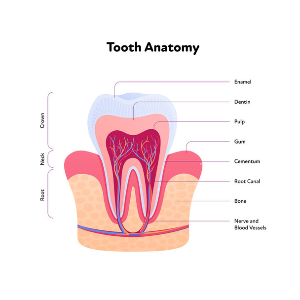 Anatomia dentária. Ilustração biomédica vetorial. Seção transversal com texto isolado em fundo branco. Estrutura dentária interna. Design para cuidados de saúde, odontologia - Vetor, Imagem