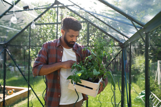 Happy young man working outdoors in backyard, gardening and greenhouse concept. - 写真・画像
