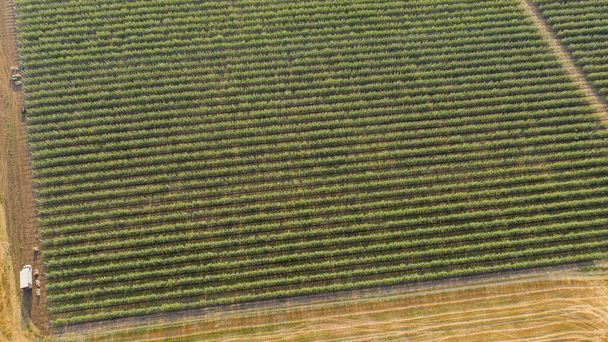 Aerial view of the summer apple orchard  - Foto, imagen