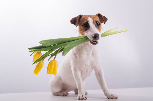 Portrait of a jack russell terrier in a bouquet of yellow tulips in his mouth on a white background. Dog congratulates on International Womens Day - Foto, Bild