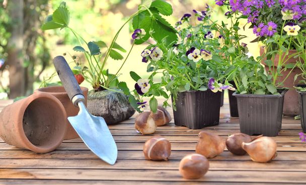 луковицы цветов на садовом столе перед цветами горшок и клубника - Фото, изображение