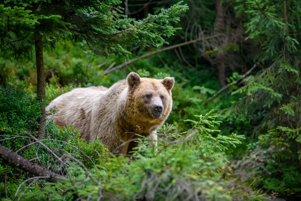 Wild Brown Bear (Ursus Arctos) στο καλοκαιρινό δάσος. Ζώο σε φυσικό περιβάλλον. Άγρια ζωή σκηνή - Φωτογραφία, εικόνα