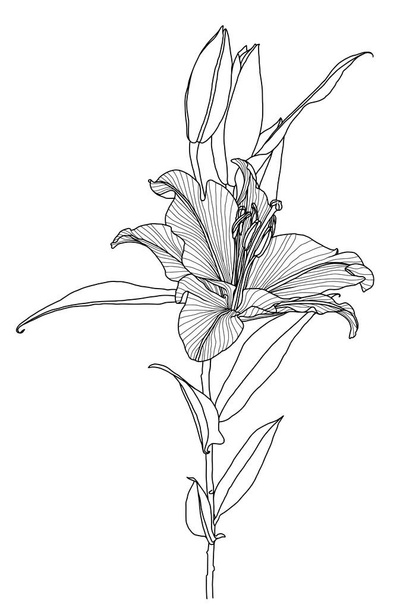 Lineare Lilienblütengrafik mit Blättern und Knospen - Vektor, Bild