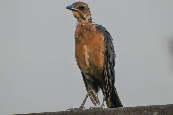 Common grackle bird perched on a railing at a rest stop in the Florida Everglades - Photo, Image