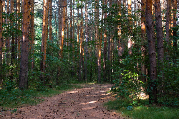 A estrada na floresta de pinheiros. Verão, sem pessoas. - Foto, Imagem