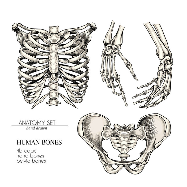 Hand drawn anatomy set. Vector human body parts, bones. Hands, rib cage or ches, pelvic bones. Vintage medicinal illustration. Use for Haloween poster, medical atlas, science realistic image - Vector, Image
