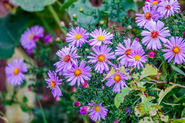 Aster amellus, European Michaelmas-daisy, is perennial herbaceous plant in genus Aster of family Asteraceae. In language of flowers, Michaelmas-daisy symbolizes farewell or departure. - Photo, Image