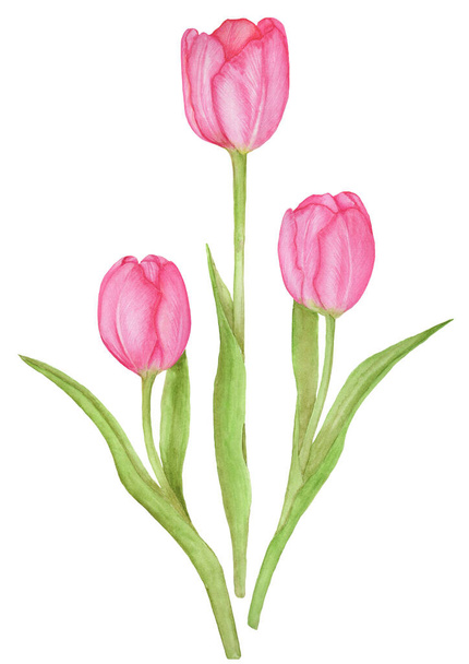 Three tulips on a white background. Watercolor botanical illustration. - Фото, зображення
