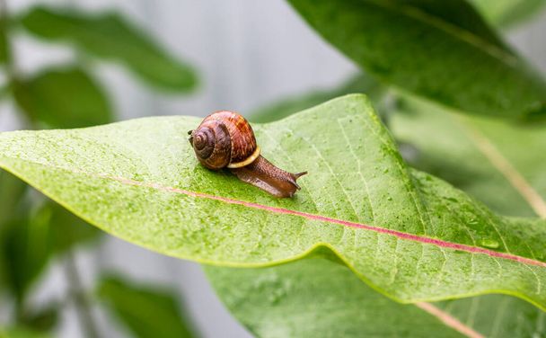 Close-up of a snail sitting on green leaf - Photo, Image