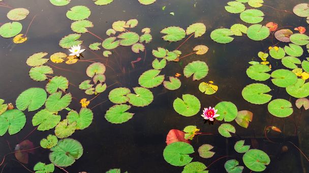 Green aquatic plants Nymphaea tetragona in a lake, blooming white and red flowers, - Foto, Imagem