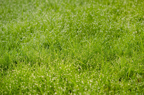 zblízka trávy s mnoha kapkami Rosy zrána  - Fotografie, Obrázek