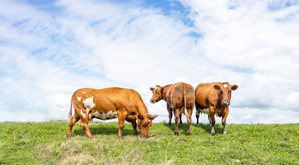 Говяжьи коровы, мясо и молочный скот, двойное назначение глядя бок о бок, одна корова сзади и одна в поле - Фото, изображение