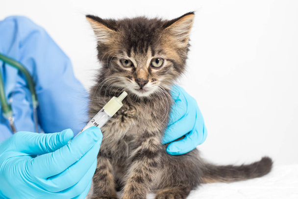 El veterinario le da al gatito una cura para los gusanos. Prevención y tratamiento de gatos, clínica veterinaria. - Foto, imagen