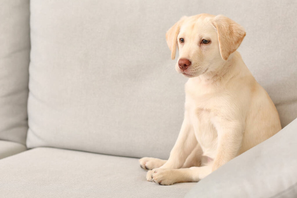 Cute Labrador puppy on sofa at home - Photo, Image