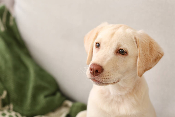 Cute Labrador puppy on sofa at home - Zdjęcie, obraz