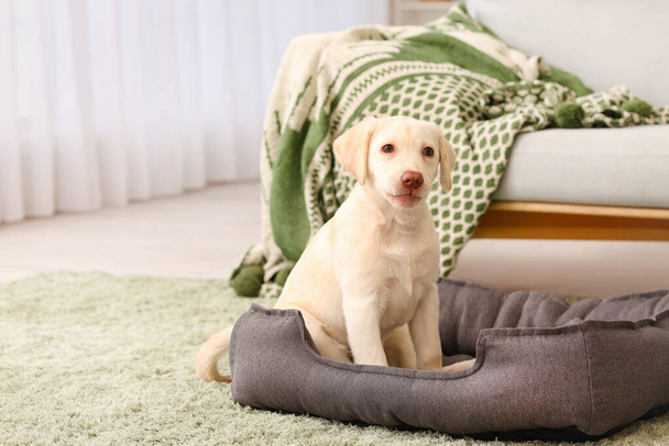 Aranyos Labrador kiskutya háziállat ágy otthon - Fotó, kép
