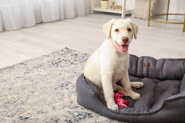 Bonito cachorro Labrador na cama de estimação em casa - Foto, Imagem