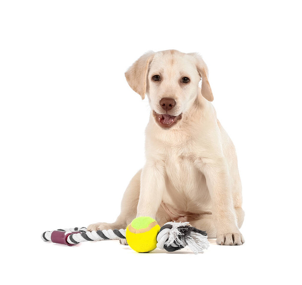 Cute Labrador puppy with toy on white background - Photo, Image