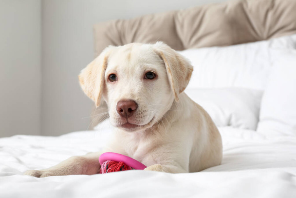 Lindo cachorro Labrador jugando con juguete en la cama en casa - Foto, Imagen